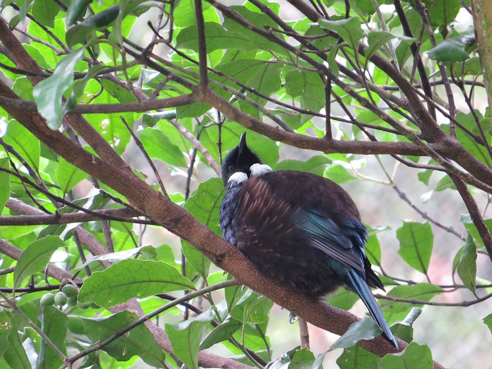 Tui